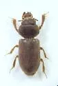 Heterocerus fatuus - photo 3