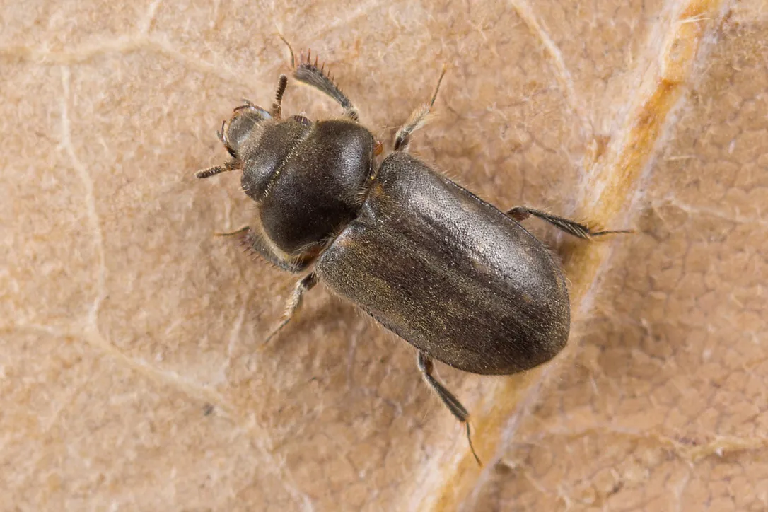 Heterocerus fenestratus