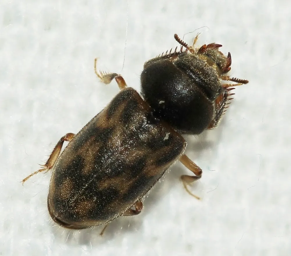 Heterocerus flexuosus - photo 3