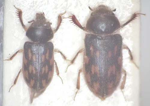 Heterocerus flindersi