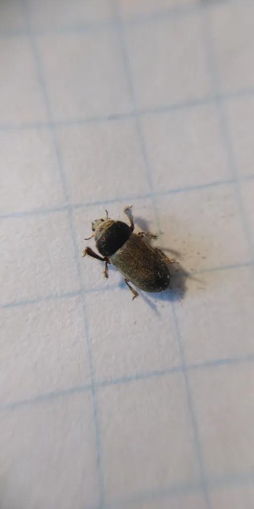Heterocerus fossor - photo 2