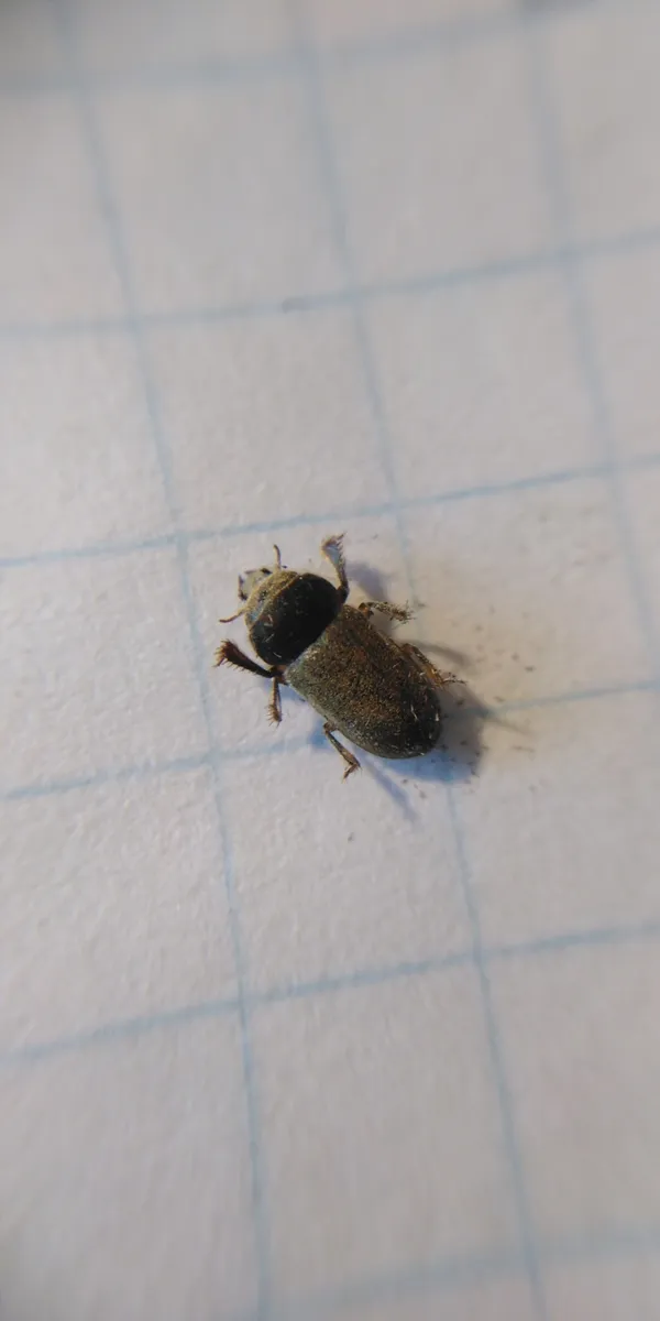 Heterocerus fossor - photo 3