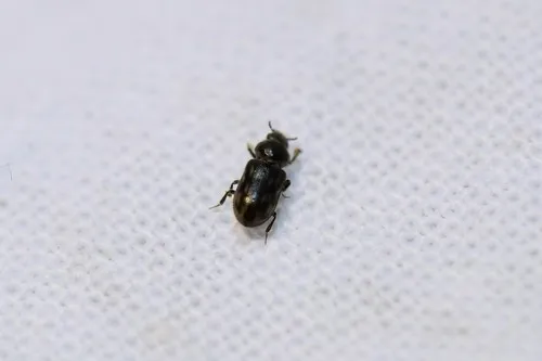 Heterocerus fusculus