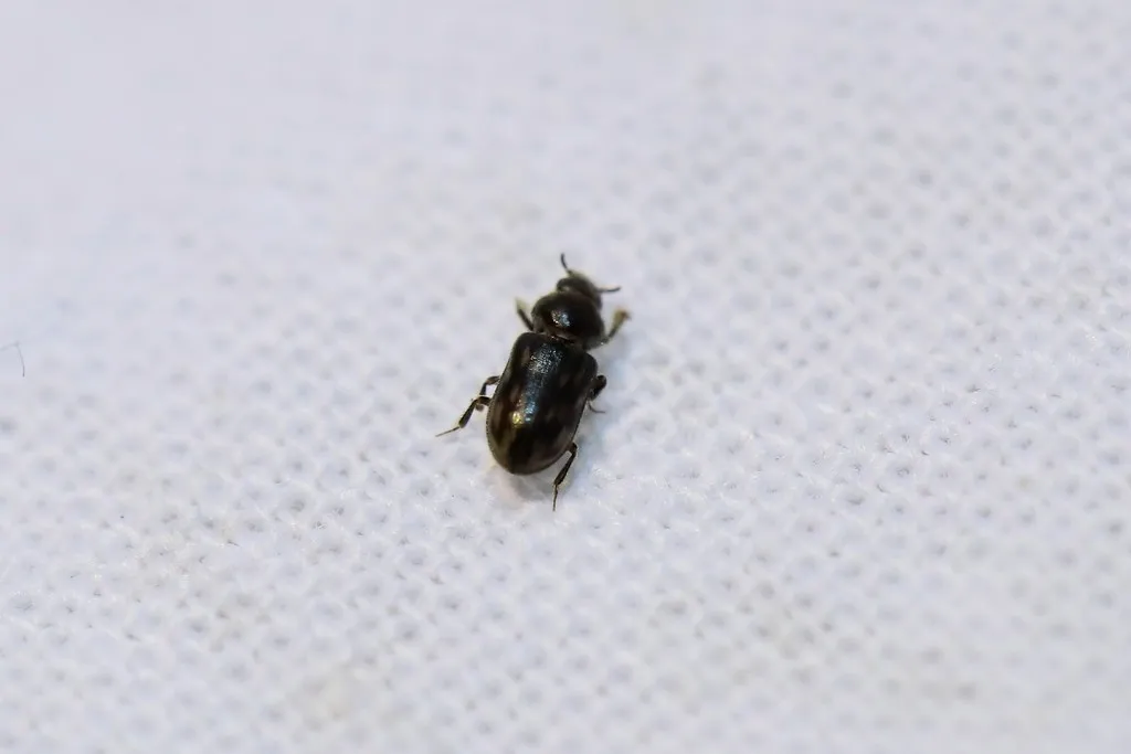 Heterocerus fusculus - photo 2