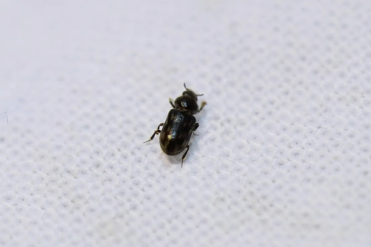 Heterocerus fusculus - photo 3