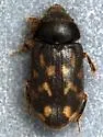 Heterocerus gemmatus