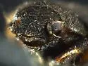 Heterocerus gemmatus - photo 2