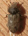 Heterocerus gemmatus - photo 3
