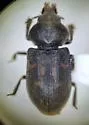 Heterocerus gemmatus - photo 4