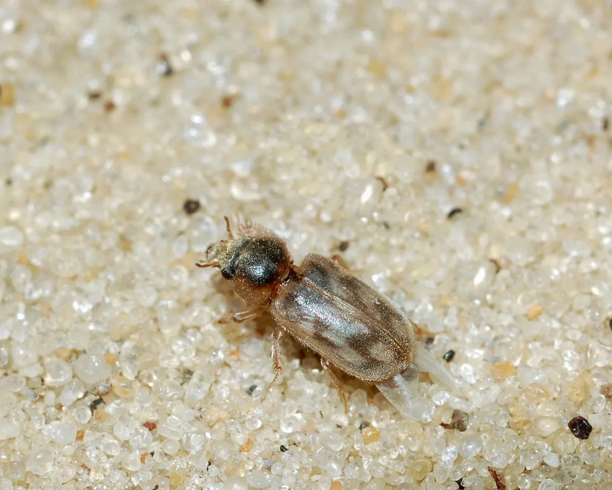 Heterocerus heydeni - photo 2