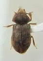 Heterocerus insolens