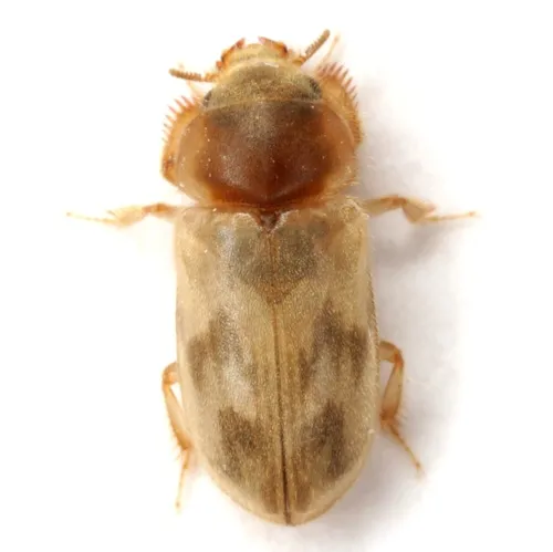 Heterocerus intermuralis - photo 3