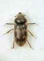 Heterocerus longilobus - photo 2