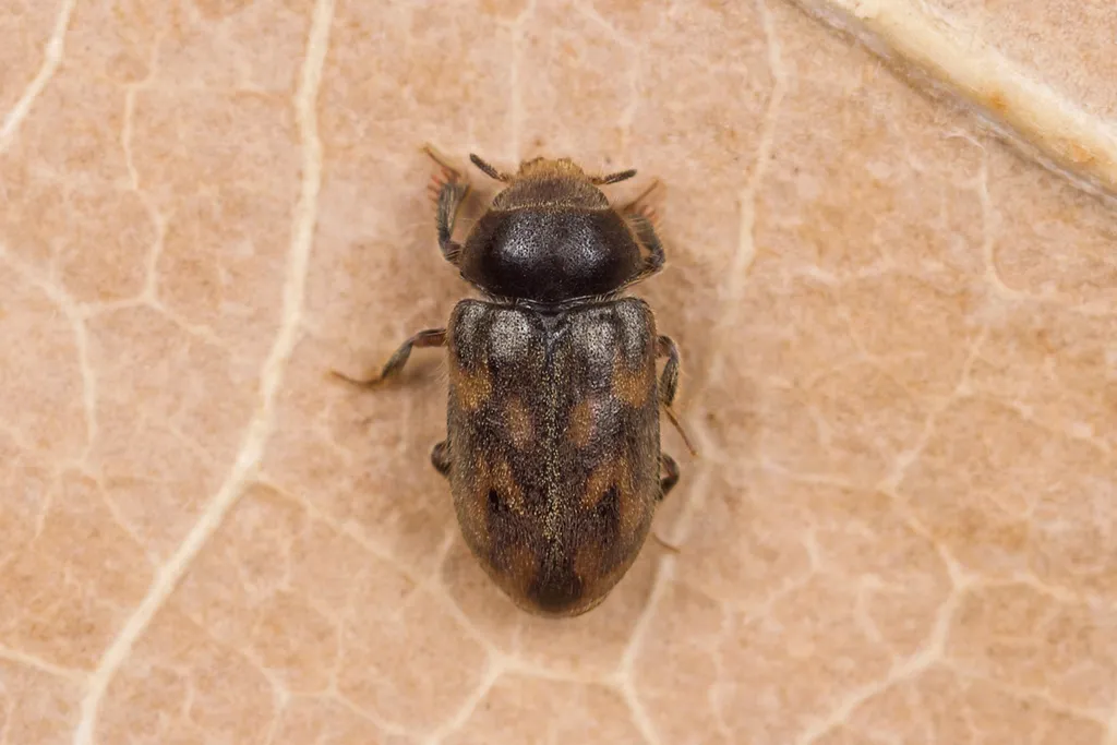 Heterocerus marginatus - photo 2