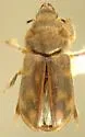 Heterocerus mexicanus - photo 2