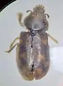 Heterocerus mexicanus - photo 4