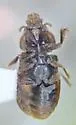 Heterocerus mexicanus - photo 5