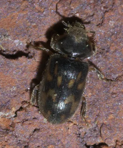 Heterocerus mollinus - photo 2