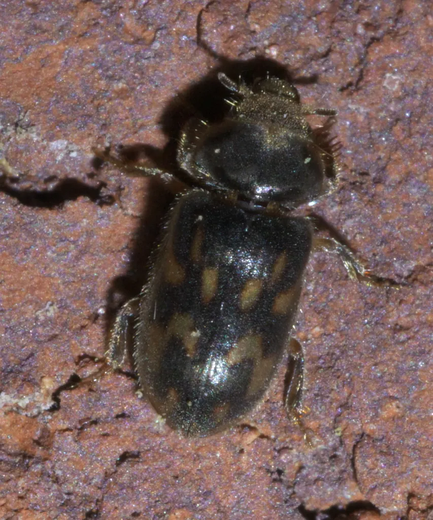 Heterocerus mollinus - photo 3