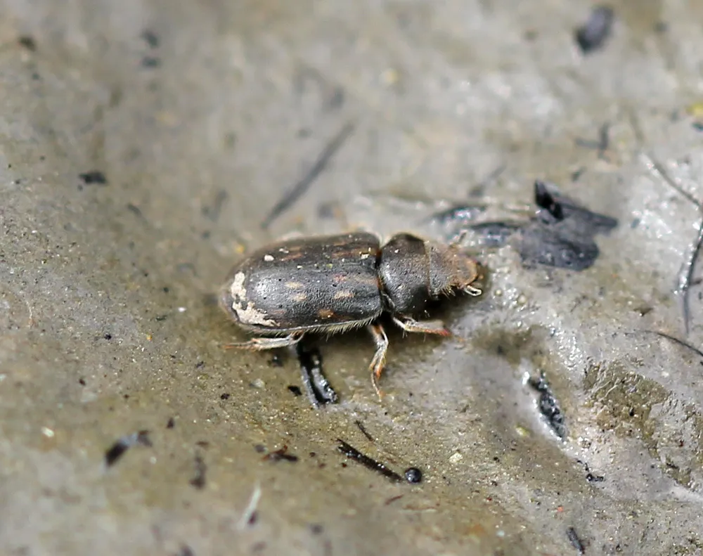 Heterocerus obsoletus