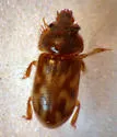 Heterocerus pallidus - Heterocerus pallidus