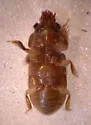 Heterocerus pallidus - photo 2