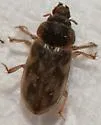 Heterocerus pallidus - photo 3