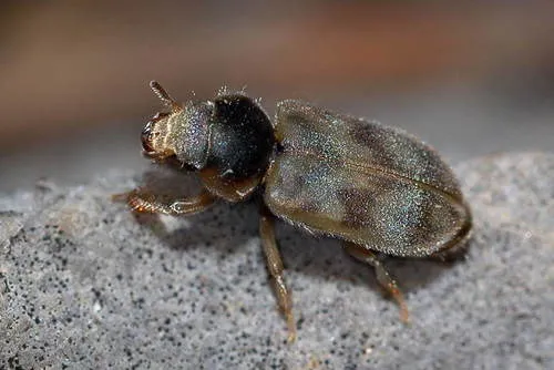 Heterocerus parallelus