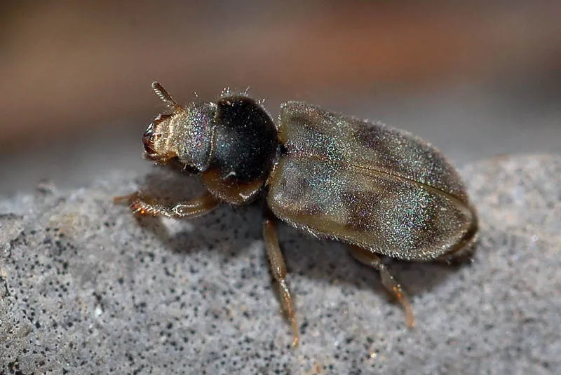 Heterocerus parallelus - photo 3