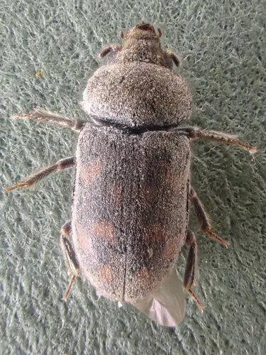 Heterocerus parrotus - Heterocerus parrotus
