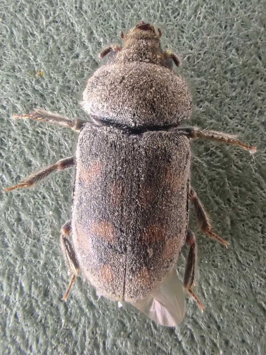 Heterocerus parrotus - photo 2