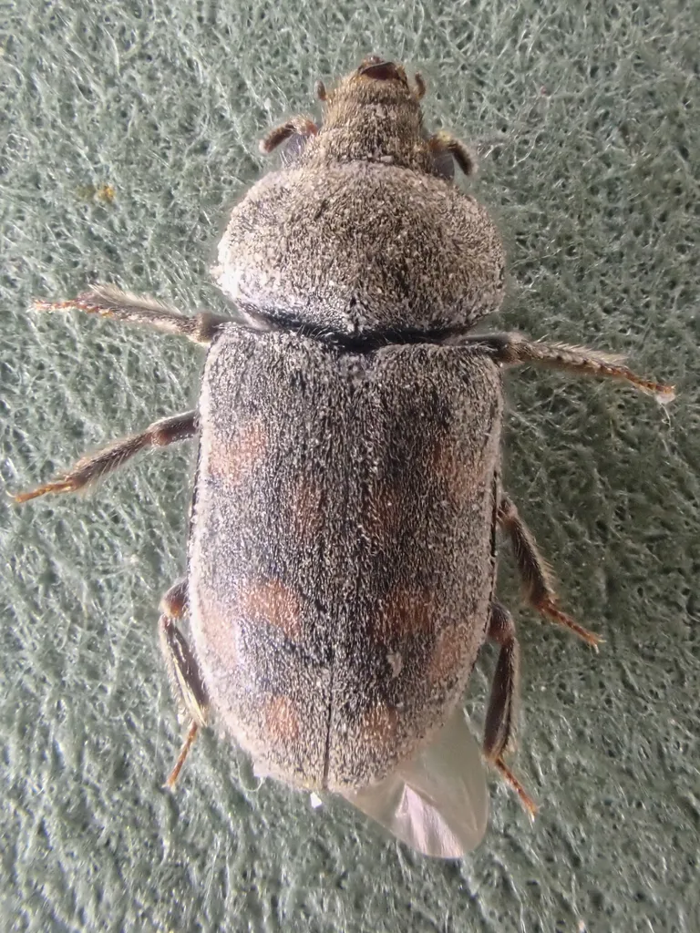 Heterocerus parrotus - photo 3