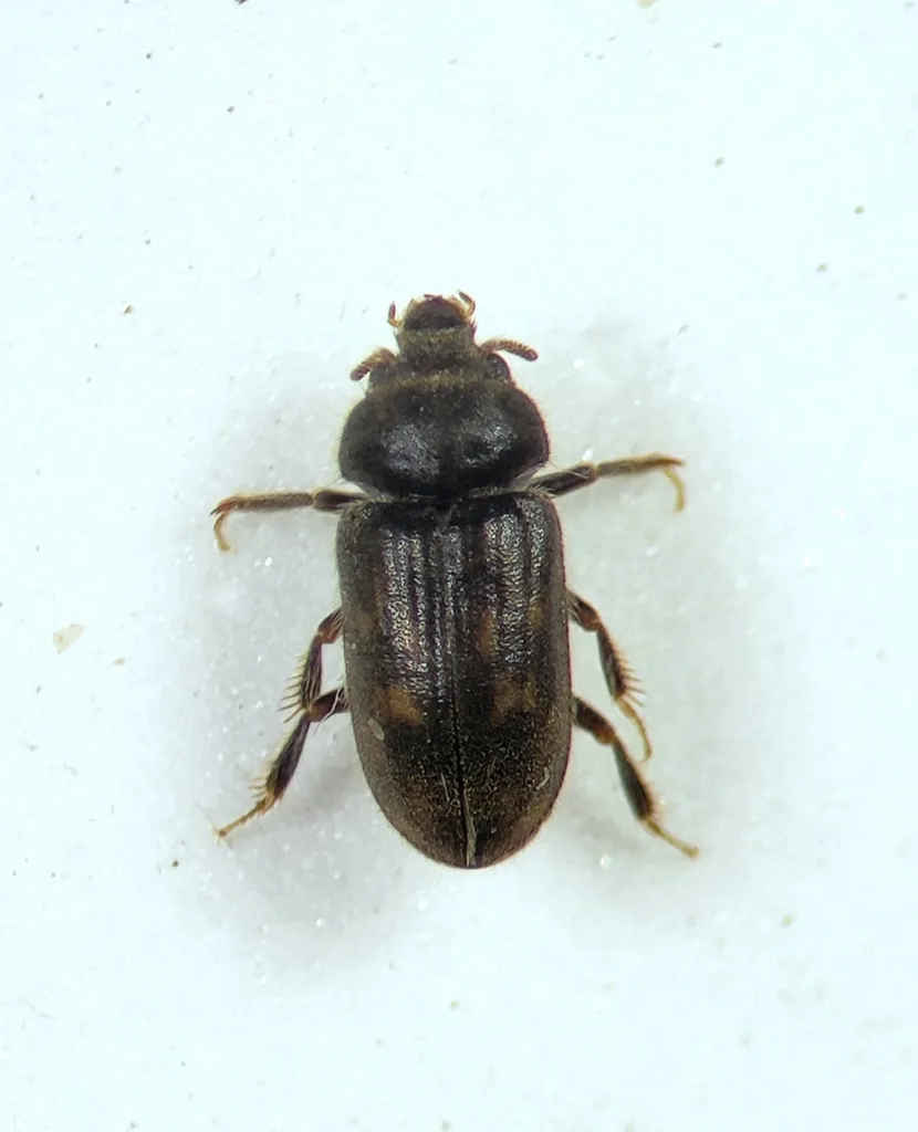 Heterocerus sandersoni