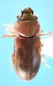 Heterocerus selanderi - photo 2