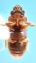Heterocerus selanderi - photo 3