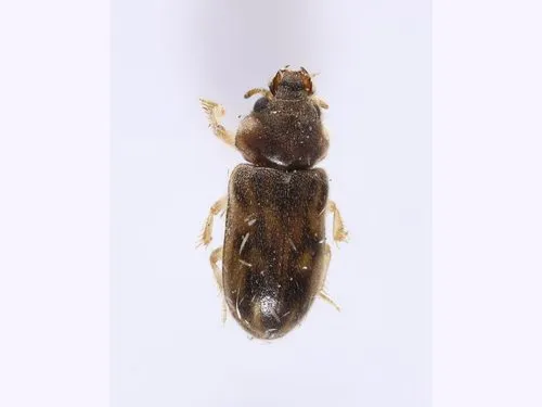 Heterocerus simillimus