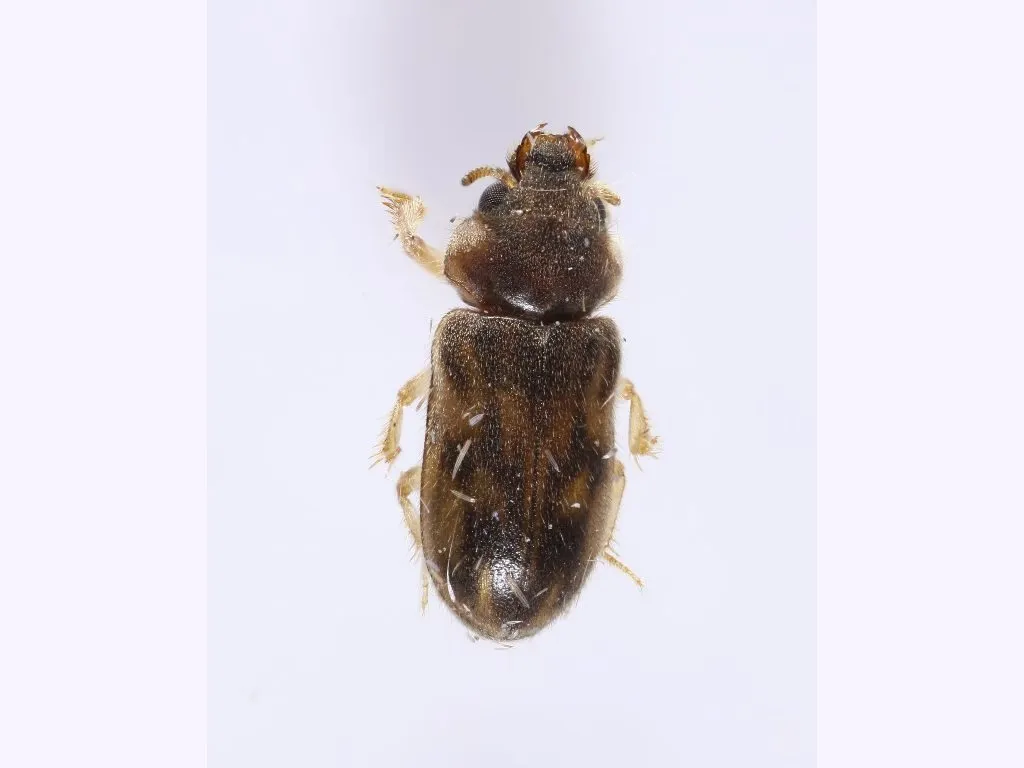 Heterocerus simillimus - photo 3