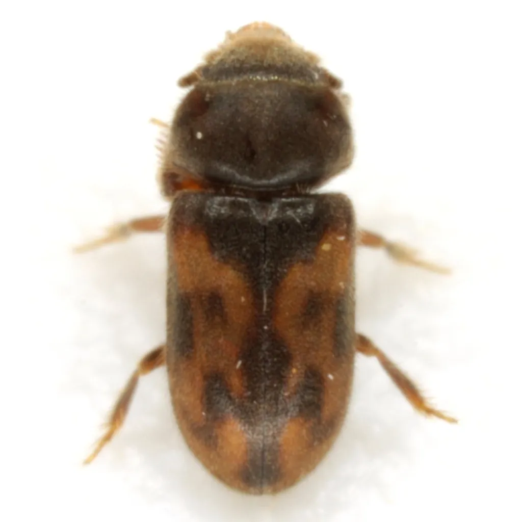 Heterocerus texanus - Heterocerus texanus