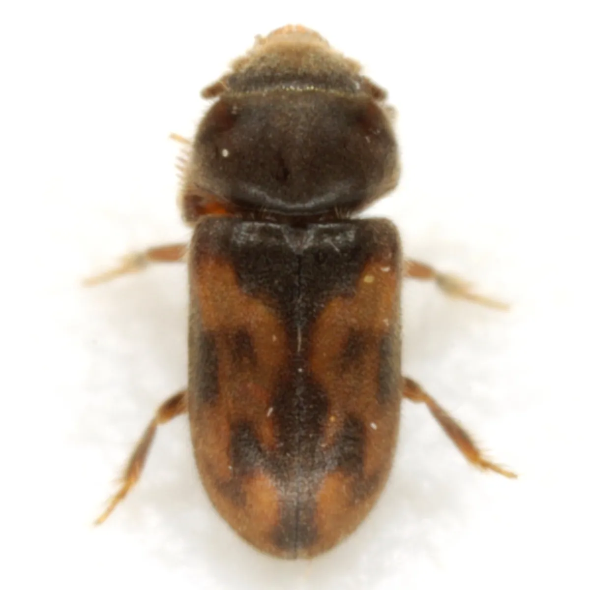 Heterocerus texanus - photo 3
