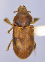 Heterocerus unicus - photo 2