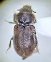 Heterocerus unicus - photo 3