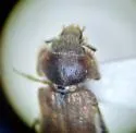 Heterocerus unicus - photo 4