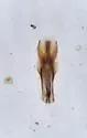 Heterocerus unicus - photo 5