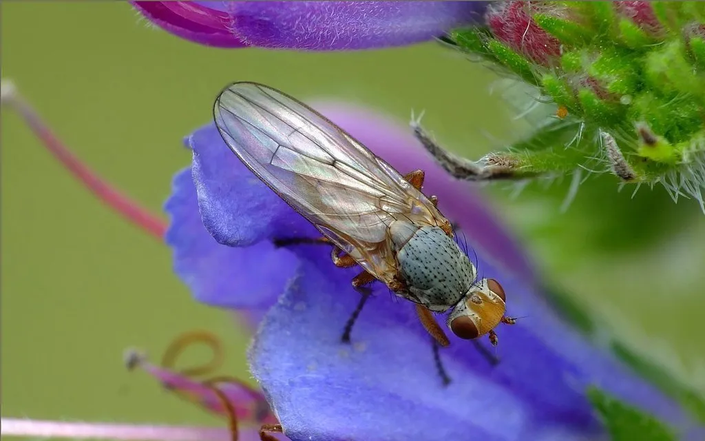 Half-bridge Flies - photo 2