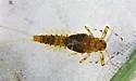 Heterocloeon amplum - photo 4