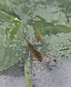Heterocloeon curiosum