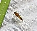 Heterocloeon curiosum - photo 3