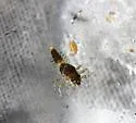 Heterocloeon curiosum - photo 4