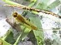 Heterocloeon petersi