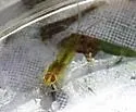 Heterocloeon petersi - photo 2